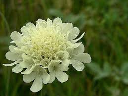 Image result for Scabiosa