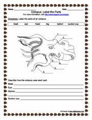 Sea Creature Anatomy Biology Worksheet Biology Lesson Plans Biology Lessons