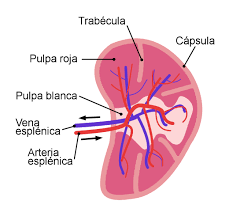 El bazo inflamado o dilatado es una condición que también se conoce como esplenomegalia. Bazo Wikipedia La Enciclopedia Libre