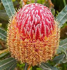 Pin On Planters Flowers Nature
