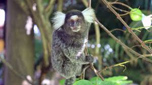 Tropical rainforests are the most biologically diverse terrestrial ecosystems in the world. 10 Remarkable Rainforest Animals