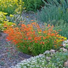 Image result for Pimpinella alismatifolia