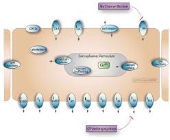Image result for Antiarrhythmic