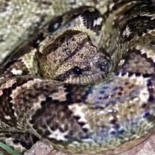 Image result for Salacia madagascariensis