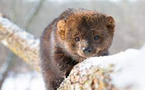 View huge inventory with interactive seat maps, great customer service & secure checkout. What Is A Fisher Cat Wonderopolis