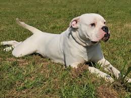 And we now accept deposit to reserve a puppy. American Bulldog Puppies For Sale Near You