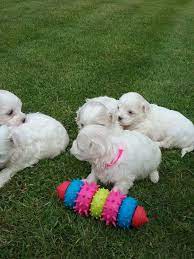These maltese puppies are a toy dog breed known for their silky white coat & loving, affectionate demeanor. Pure Breed Maltese Puppies For Sale 1 337 603 0249 Maltese Puppies For Sale Craigslist