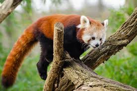 7 Baby Animals That Don'T Look Like Their Parents - Oddee