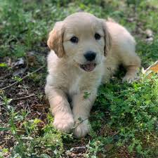 Raleigh, nc 27601 change quick tip: Highland Creek Goldens Home Facebook