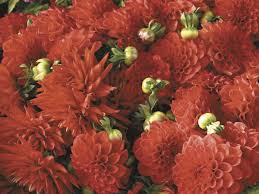 How to start dahlias indoors. Start Dahlias Indoors To Get Early Blooms Cape Gazette