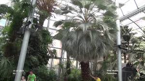 Palmenhaus Insel Mainau Youtube