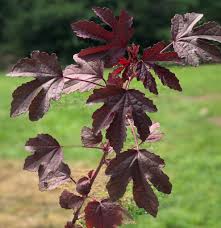Image result for Hibiscus acetosella