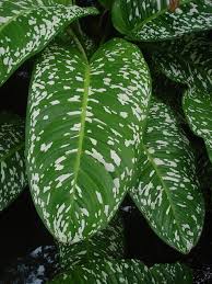 Tropical Plant Dieffenbachia Seguine Tropical Garden Plants Dieffenbachia Houseplant House Plants