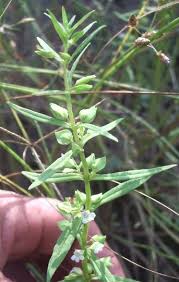 Image result for Bacopa floribunda