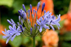 Agapanthus Africanus Lily Of The Nile African Lily Blue Flower Blue Agapanthus Blue African Lily Agapanthus Africanus Agapanthus African Lily