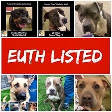 The Moreno Valley Shelter Has Euth Listed These 6 Dogs And Labeled All Rescue Only For End Of Day Friday February 8th Gri Animal Shelter Moreno Valley Animals