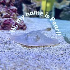 Image result for Stingray