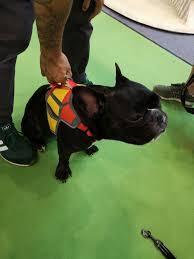 American Pet Products Flag Dog Traction Rope Reflective Chest Belt Large Dog Golden Hair Dog Rope Chain Christmas Dog Collar Large Dogs Dogs