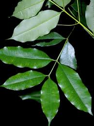 Image result for Symphonia globulifera