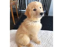 Get a boxer, husky, german shepherd, pug, and more on kijiji, canada's #1 local classifieds. Golden Retriever Puppies For Adoption Sheikh Zayed Road Dubai Classifieds