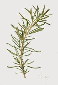 Drawing A Fine Line Parsley Sage Rosemary And Thyme Herb Art Herbs Illustration Herb Prints