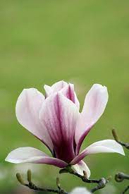 Magnolia Liliflora Flower Painting Magnolia Flower Beautiful Flowers