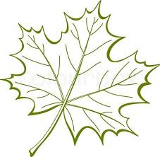 Vector Of Leaf Of A Maple Vector Leaf Drawing Leaf Template Nature Symbols