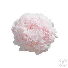 We did not find results for: Paeonia Sweet Sixteen Peonies My Peony Society