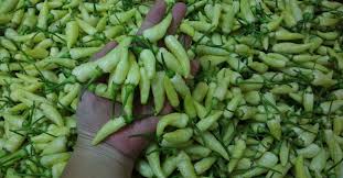 Saya beli 2 kilo, dapatlah 450 gram isi kerang. Pembekal Lada Putih Cili Padi Posts Facebook