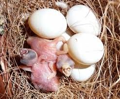Incubation Period For Finch Eggs Zebra Finch Finches Bird Finch