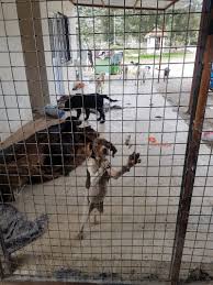 Kopekleri Barinaktan Daga Kacirdilar Asayis Antalya Nin Ilk Ve Tek Haber Portali