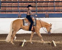 World Championship titles in all divisions of Trail awarded at Palomino  World Show