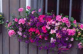 Window Box Deas Container Flowers Flower Window Flower Boxes