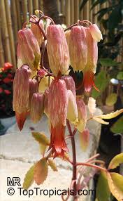 Image result for Kalanchoe brachyloba