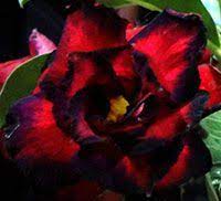 Pin On Adenium