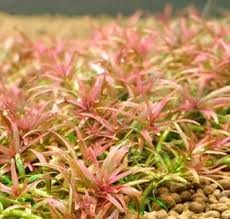 Image result for Rotala mexicana
