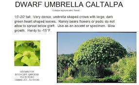 We did not find results for: Catalpa Dwarf Umbrella
