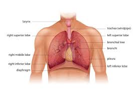 A uml sequence diagram shows how messages go back and forth between objects over time. Chest Auscultation Explanation Procedure Ausmed