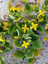 Image result for Tetragonia spicata