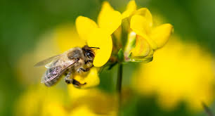 Seit 2018 wird der weltbienentag gefeiert, ausgerufen von der un. Weltbienentag Am 20 Mai Baden Wurttemberg De