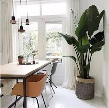 White Bird Of Paradise Houseplant 4 Ft Blue White Bird Of Paradise Plant Strelitzia Nicolai Etsy In 2020 White Wood Floors Living Room Plants Big Indoor Plants