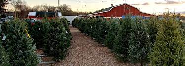 Buy the stylish and modern christmas trees online. Christmas Tree Shop Hours Trick