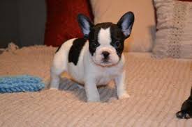 (read our interview with our french bulldog breeder ali here.) because french bulldogs are one of the most popular dogs in the world and the demand for them has grown exponentially does any one know of legit breeders in colorado. Pennysaver Friendly French Bulldog Puppies For Sale In El Paso Colorado Usa
