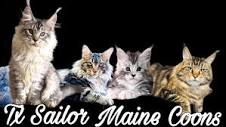 Texas Sailor Maine Coons - Maine Coon Finder