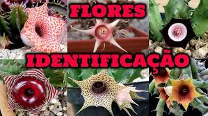 Image result for Huernia hislopii