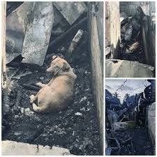 Dog survives fire in Bacolod City