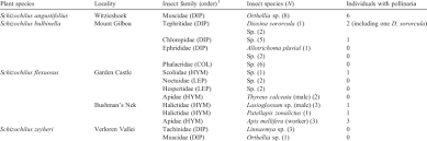 Image result for Schizochilus