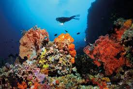 The great barrier reef is the world's largest coral reef system composed of over 2,900 individual reefs and 900 islands stretching for over. The Great Barrier Reef Is Losing Its Ability To Recover From Bleaching New Scientist