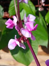 Image result for Lablab purpureus