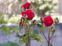 Условия высадки роз